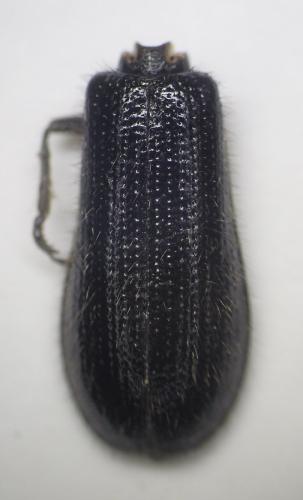 Tillus elongatus